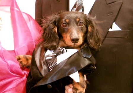 レンタルドレス・真珠